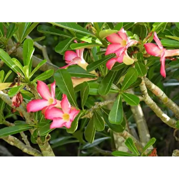 Adenium Plant